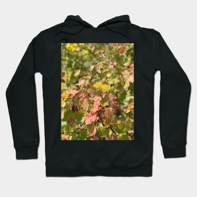 Maple Leaves Hoodie by Sparkleweather